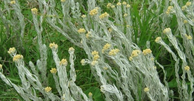 Helichrysum sp.